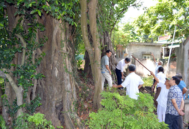 Chuyên[-]gia[-]Hội[-]BVTN&MT[-]Việt[-]Nam[-]tư[-]vấn[-]chăm[-]sóc[-]kéo[-]dài[-]tuổi[-]tho[-]cho[-]cây[-]Đa[-]cổ[-]thụ[-]